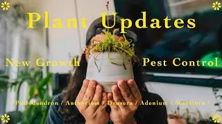 Plant Updates for August 🪴 How some of my plants have adapted since moving
