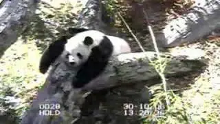 Tian Tian resting