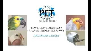 Beak Trimming for birds | PETS JUNCTION