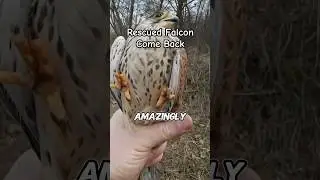 Rescued Falcon Returns to Thank Its Rescuer | Wild Animals