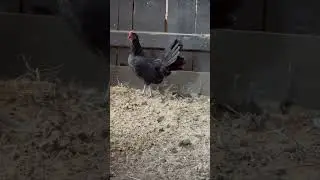 Black Old English Game Large Fowl