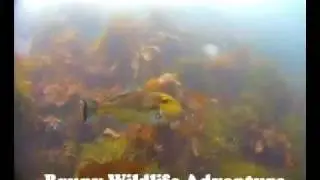 Bruny Wildlife Adventure VideoRay ROV Footage - Fish Compilation
