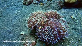 Scuba Diving - Bali, Philippines, Andamans, Pondicherry