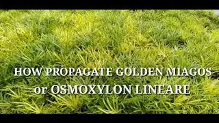 How to propagate golden miagos  or osmoxylon  linear