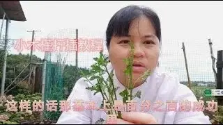 小木槿扦插太简单，成活率太高长得还快，千万别贪多