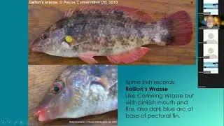 Adding photo identification skills to your tool box - Fish