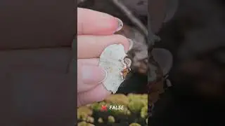 Turkey Tail Mushroom Foraging | Real vs False | Arkansas Realtor