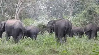 Thrilling Elephant Sighting - Bandipur National Park Safari | Wild Karnataka | Biodiversity Hotspot