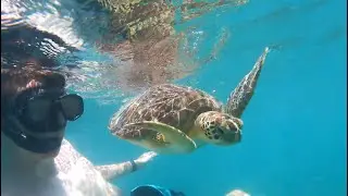 Swimming With Sea Turtles in Magens Bay USVI