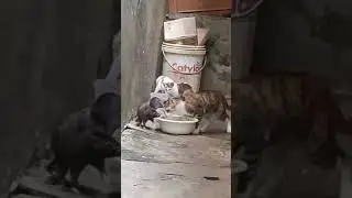 Kucing Vs Tikus !