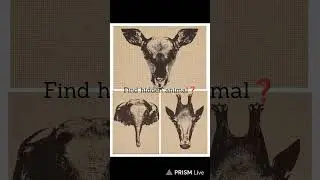 Only 1% Can See the REAL 3 Animals 🧠 Optical Illusion LIVE