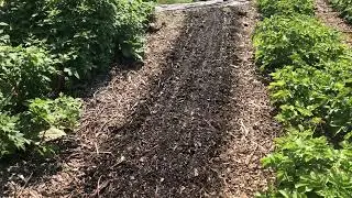 Our Successful Interplanting Techniques