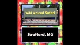 The Historic Route 66:  Wild Animal Safari - Strafford, Missouri