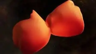Full 3D Model of Eta Carinae Nebula Created | Space Science Video