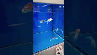 Petbarn fish for sale