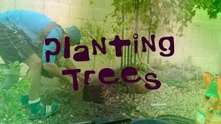 Planting A Fignominal Fig, Holiday Avocado & Australian Finger Lime / ASMR - The Cookin' Camper