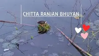 Waterhen Making A Nest On The Water | How to builds waterhen nest #waterhen