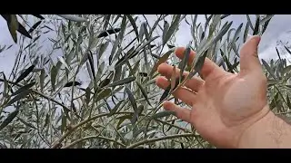 Ένας χρόνος μετά| Καρκίνος της ελιάς| Αντιμετώπιση χωρίς χαλκό