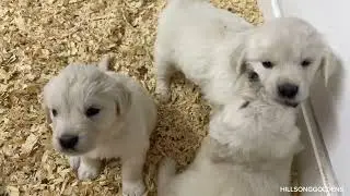 Playful English Golden Puppies | Finn & Vickie&rsquo;s GIRLS | Five Weeks Old @HillsongGoldensYT 