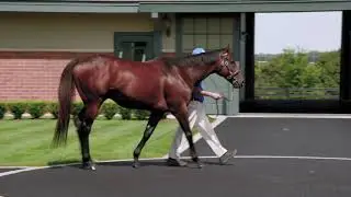 Nyquist - conformation video