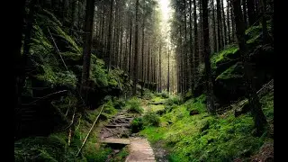 Magical Forest Ambience – Birdsong & Babbling Brook ASMR