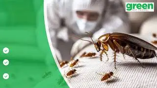 Chemical-Free Cockroach Extermination for Sydney CBD Restaurants | Food-Safe Control