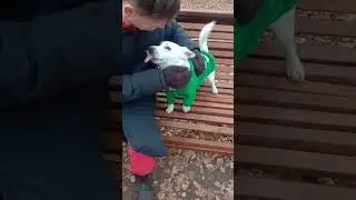 Василий самый добродушный собакен