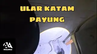 Abang bomba tangkap ular katam payung