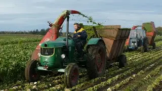 Sugar Beet Topping - Sugar Beet Harvest 2024