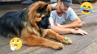 You Can’t Stop Laughing At These Dogs 🤣 FUNNIEST DOGS Video 2026 #26