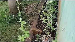 Lihat perkembangan tanaman lagi