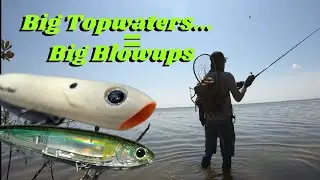 Explosive Topwater action, wade fishing Mosquito Lagoon FL. Temps are warming, so it the trout bite