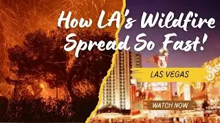 I Witnessed LA's WILDFIRE Spread So Fast