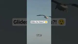 This Bird Can Fly for Hours Without Flapping &ndash; A Powerful Life Lesson
