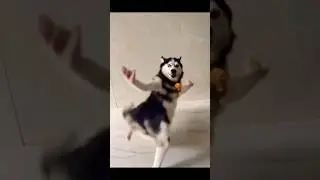 Husky viral dance😅 #biker #streetrider #ktmduke #rider #shorts #viralshorts #huskydog #rider