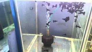 Full Black Guppy...