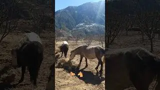 🐴🐎