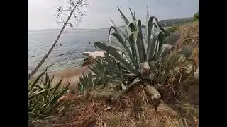 Dalmacija, Vranjica
