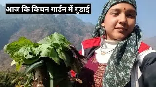 आज कि किचन गार्डन में गुंडाई Pahadilife stel vlogs #Neelamjethurivlogs 