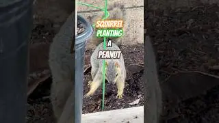 Белка сажает арахис #белка #арахис #растения #садоводство #сад
