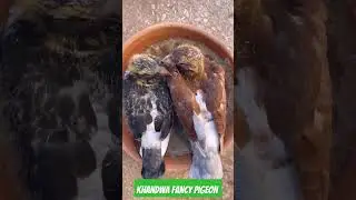 Pigeon growth kabutar khandwa fancy pigeon#pets#trending#shorts#birds #piegeon#kabutar#ytshorts#bird