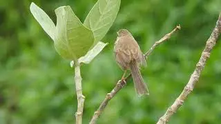 Plain prinia (Prinia inornata)