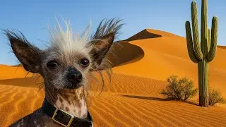  Scruffy Dog Explores￼ ￼ Desert 🌵 ￼