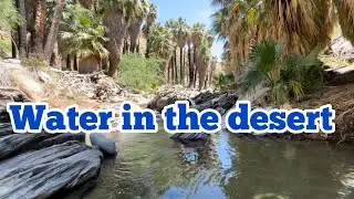 Hiking guide to the Palm Canyon Trail in Palm Springs California