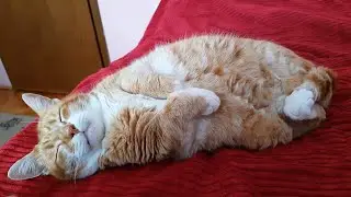 Cat Gets Love From His Dad