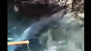 BUAYA DI LABUAN CERMIN BERHASIL DI TANGKAP