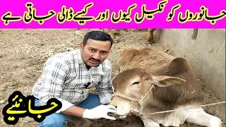 How to Control Aggressive Bull || Application of Nose String in Cow Bull by Dr. Usman Mirza #vlog
