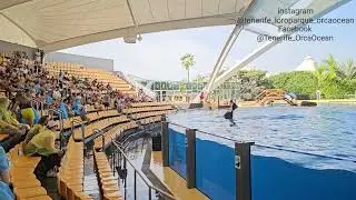 Keto, Tekoa & Adán, 08.02.2024, OrcaOcean, Loro Parque