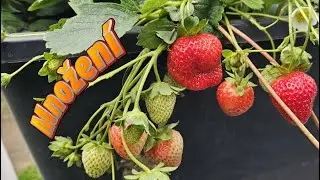 🍓 Jahodník Diamante: Obří plody a MNOŽENÍ! Přihnojení pro mega úrodu 🏆