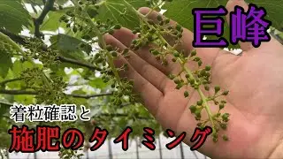 「ぶどうの作業」種ありぶどうはどう作る？少しだけ解説してます。